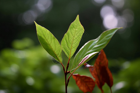 绿色花叶墨绿的叶子背景