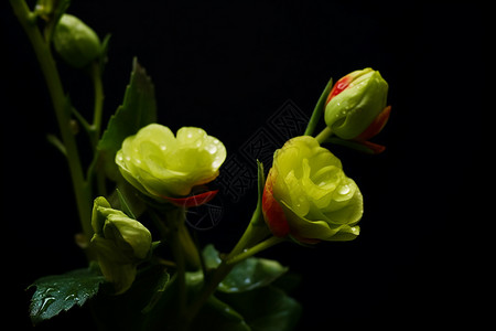 淡绿色的花朵背景图片