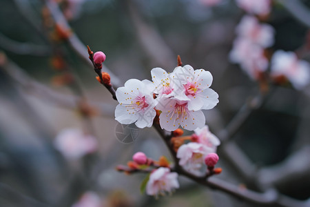 粉白色的樱花高清图片