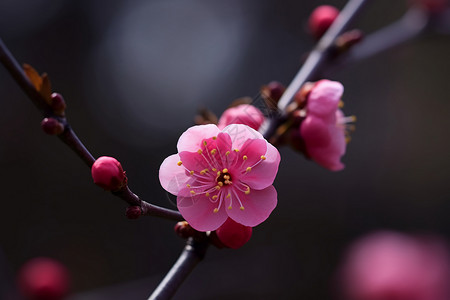 粉红色的梅花图片