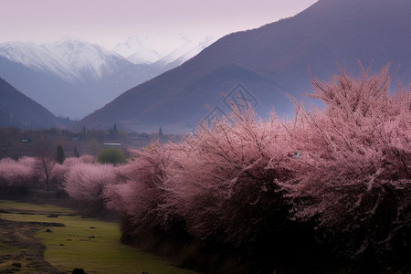 桃花园桃花自然界的桃花园背景