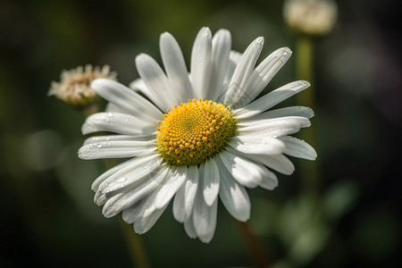 一朵绽开的白色雏菊图片