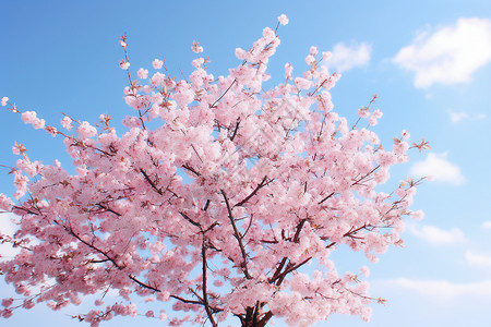 盛开的樱桃树图片