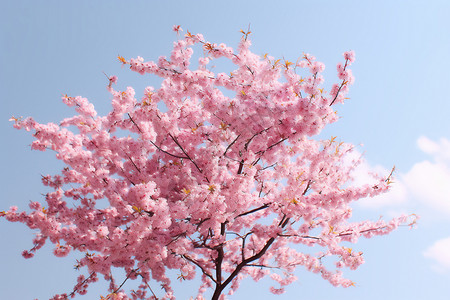 美丽的樱桃树背景