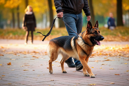 德国牧羊犬与主人散步高清图片