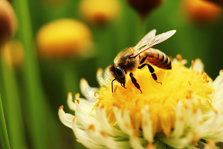 蜜蜂在花上采蜜图片