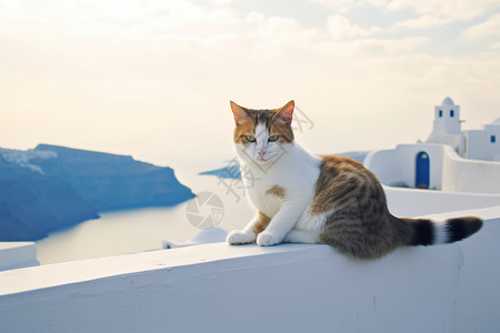 户外的猫咪爱琴海猫高清图片