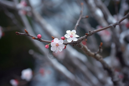 树枝上的梅花图片