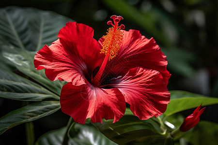 热带芙蓉红色的芙蓉背景