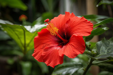 热带的红色芙蓉特写高清图片