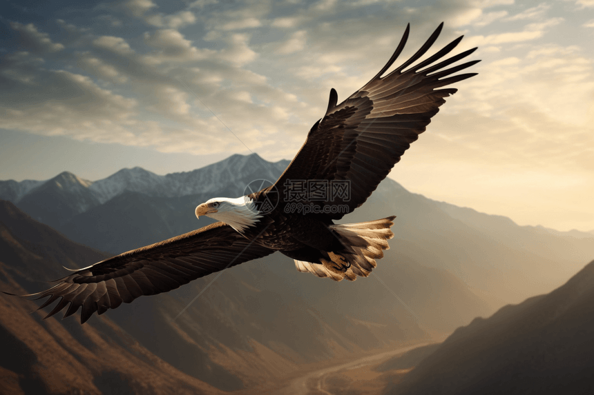 雄伟的秃鹰翱翔天空图片
