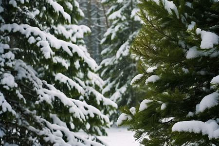 积满雪的松柏背景图片