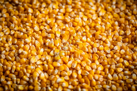 成熟的玉米粒图片