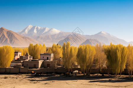沙漠深处的村庄图片