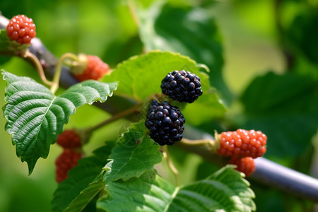 树上成熟的黑莓背景图片