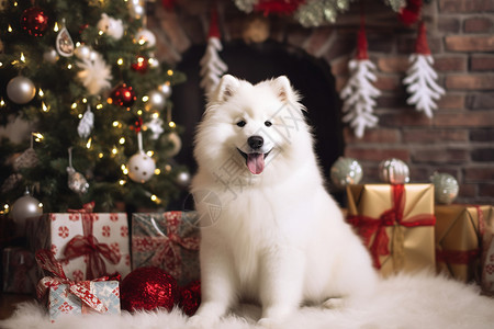 圣诞节的可爱小狗背景图片