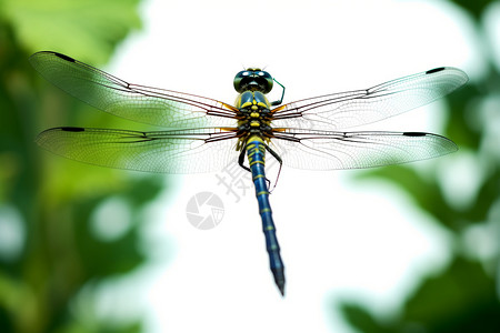 飞行的昆虫蜻蜓图片