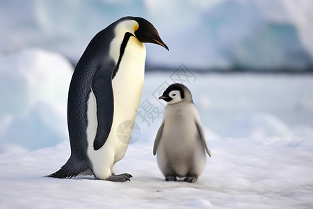 棉花糖和小企鹅南极可爱的动物企鹅背景