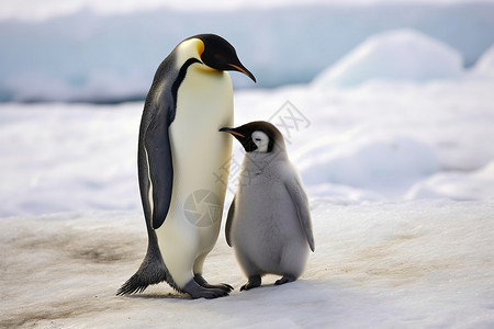 南极可爱的企鹅背景图片