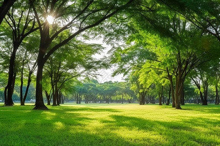 绿色的公园植物背景图片