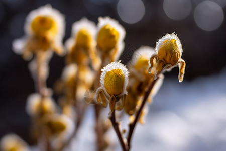 立冬时节霜花多裹满冰霜的花朵背景