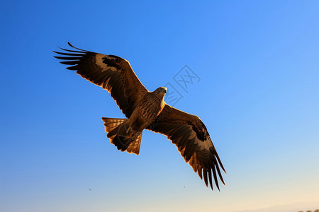 空中遨游的老鹰图片