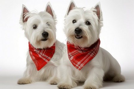戴围巾的小狗两只戴红色围巾的宠物狗背景