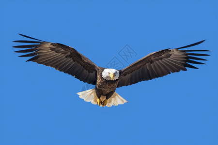 白头鹰展翅飞翔图片