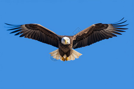 清晰的翅膀白头鹰在蓝天下翱翔背景