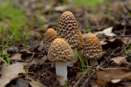 羊肚菌蘑菇图片