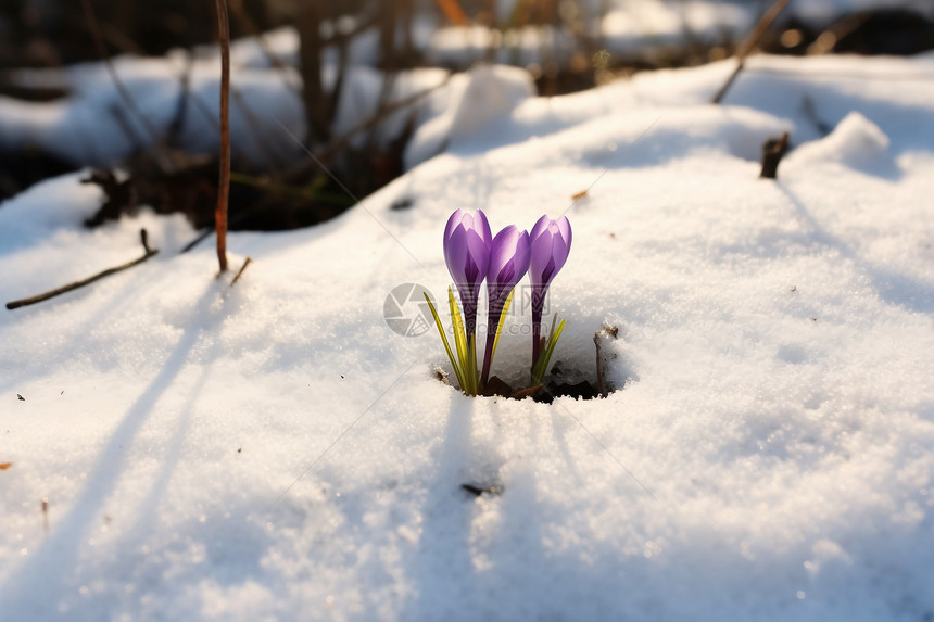 冬季森林中的雪莲花图片