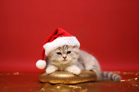 带圣诞帽的小猫咪背景图片