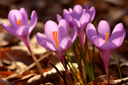 紫色的番红花背景图片