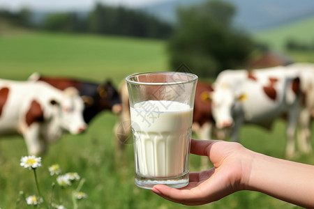 新鲜牛奶的广告高清图片