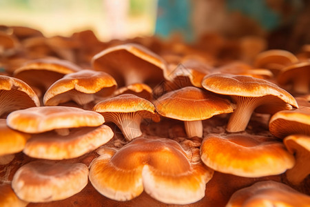 种植的菌菇图片