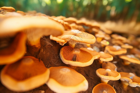 种植的新鲜菌菇图片