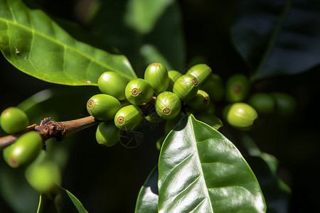 未成熟的果实未成熟的咖啡果实背景