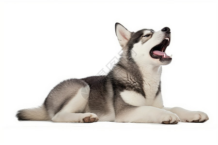 张嘴的狗张嘴的动物高清图片