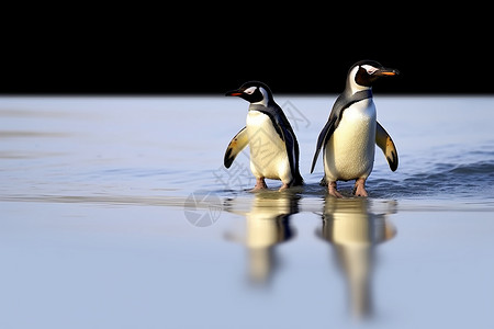 可爱南极企鹅背景图片