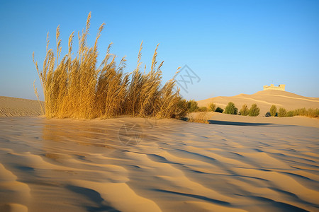 沙漠芦苇河西走廊沙丘沙漠的美景背景