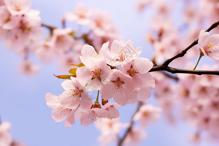 春季花园中盛开的樱花树图片