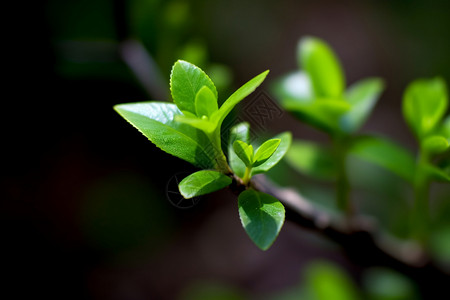 绿色植物的特写镜头高清图片
