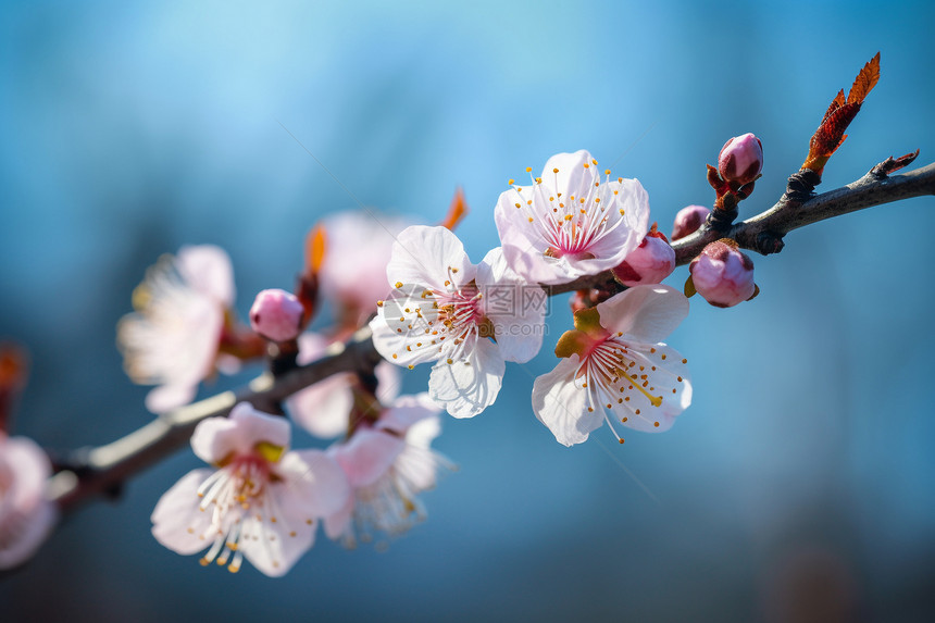 花园中的樱花树图片