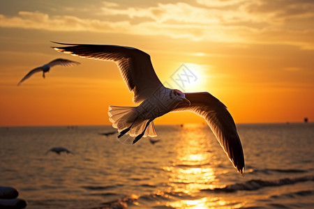海鸥翱翔在日出下图片