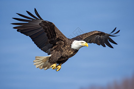 野生动物最大的翼展高清图片