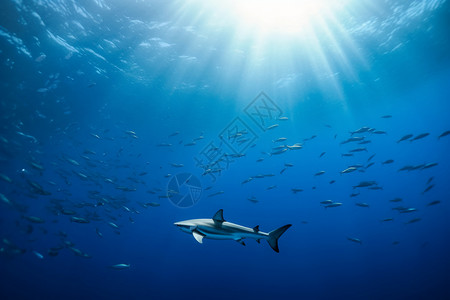 狩猎的鲨鱼图片