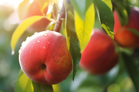 桃树上成熟的油桃图片