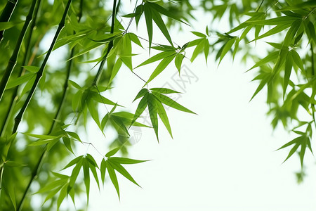 竹竿与竹子清新绿色自然的竹林背景