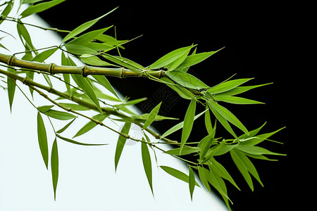 自然绿色的竹子图片