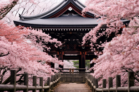 寺庙前的樱花林高清图片